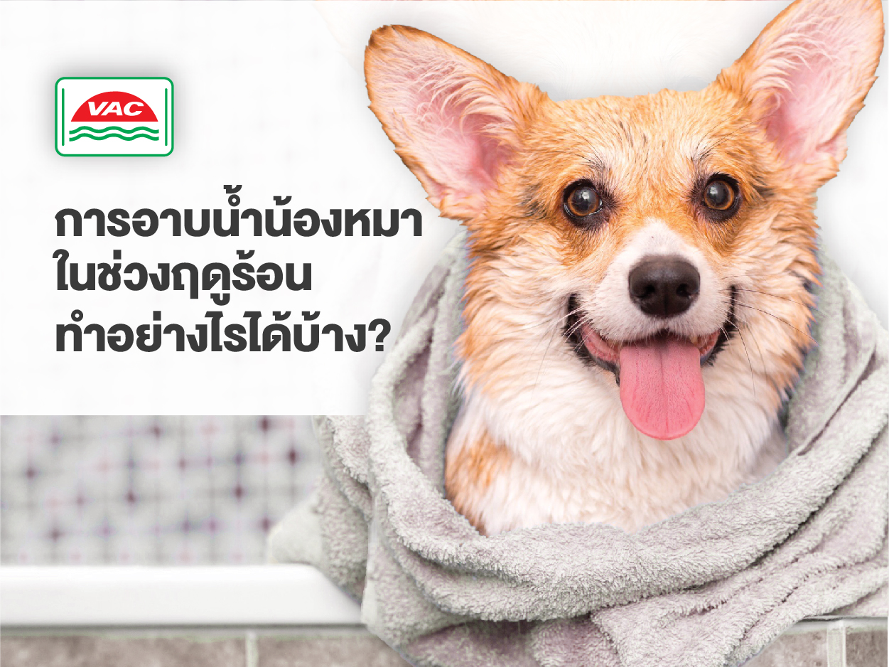 การอาบน้ำน้องหมาในช่วงฤดูร้อนทำอย่างไรได้บ้าง?