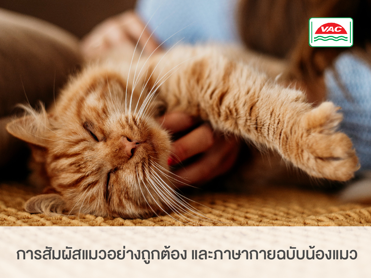 การสัมผัสแมวอย่างถูกต้อง และภาษากายฉบับน้องแมว